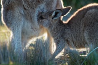 Klokan obrovsky - Macropus giganteus - Eastern Grey Kangaroo o8964